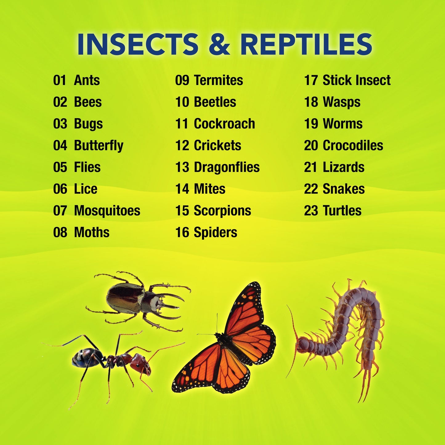 Insects and Reptiles