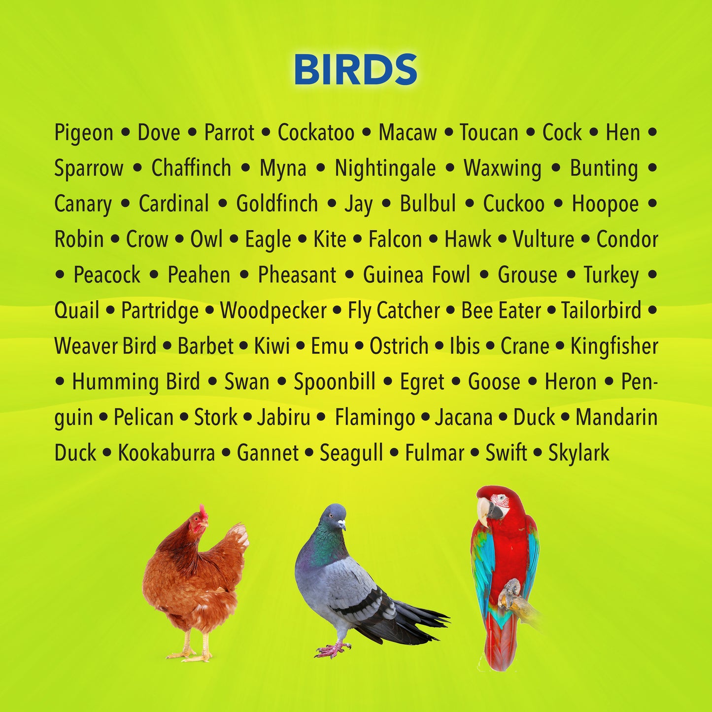 Birds-English