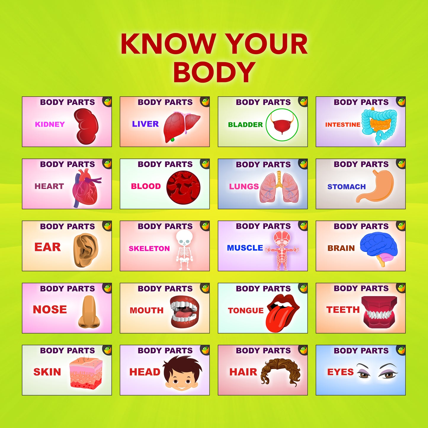 Know Your Body-English